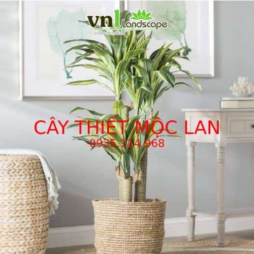 Cây Thiết Mộc Lan Phong Thủy