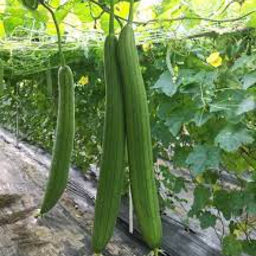 Hạt giống mướp hương F1