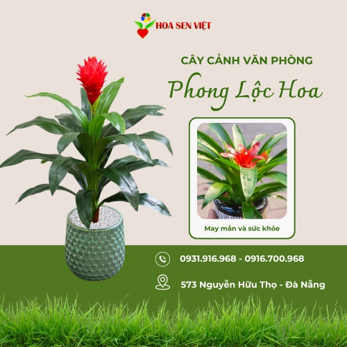 Cây phong lộc hoa (cây dứa cảnh nến)