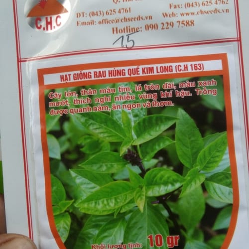 Hạt giống rau húng quế Kim Long