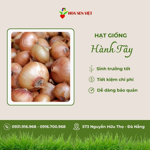 Hạt giống hành tây
