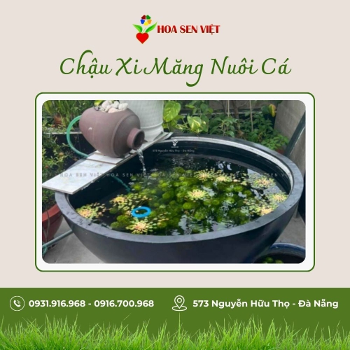 Chậu xi măng nuôi cá Đà Nẵng