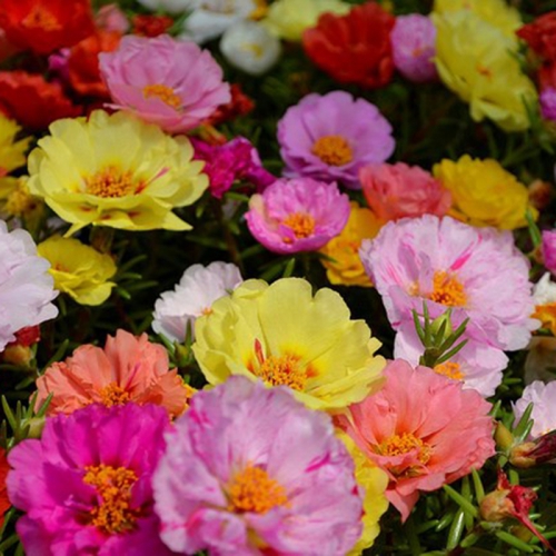 Hạt giống hoa Mười Giờ Rũ