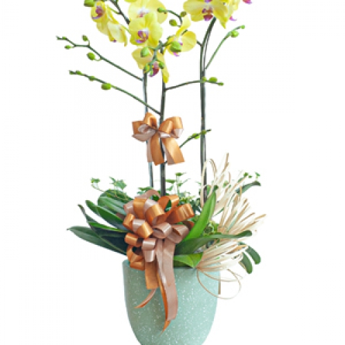 Lan hồ điệp - Hồ điệp vàng 3 cành