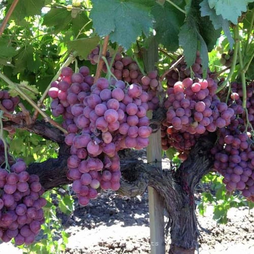 Cây Nho Mỹ