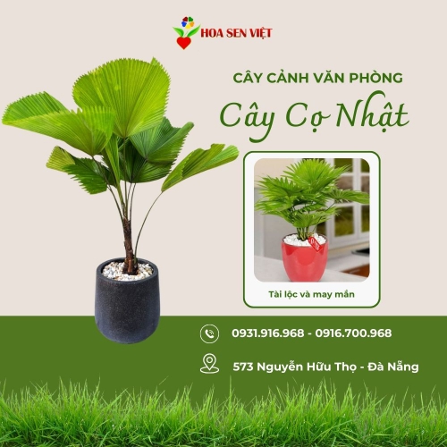 Cây Cọ Nhật Văn Phòng