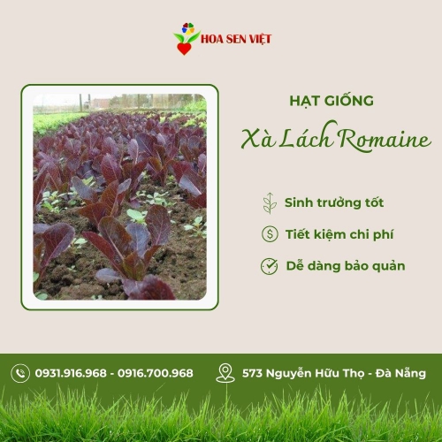Hạt giống xà lách tím Romaine