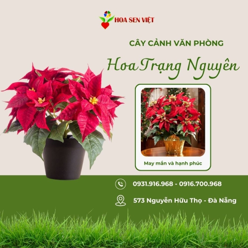 Hoa trạng nguyên Đà Nẵng