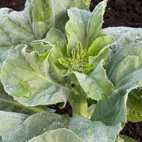 Hạt giống Cải rổ 