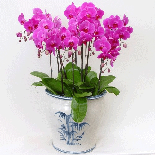 Lan hồ điệp cát tường 2