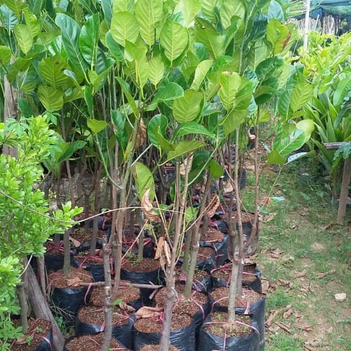 Mít không hạt thái siêu sớm