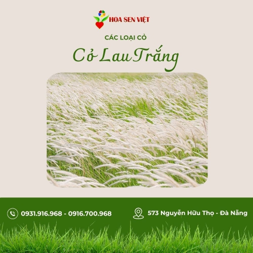 Cỏ lau trắng (cỏ đuôi chồn)- cỏ lay trắng