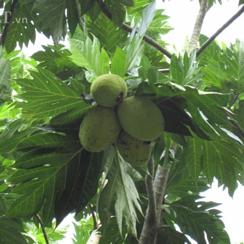 Cây sake công trình