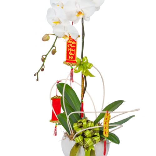 Lan hồ điệp - Chậu hồ điệp trắng 1 cành