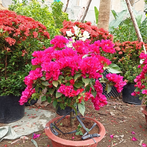 Giấy thái siêu hoa