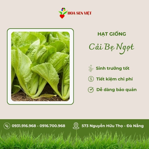 Hạt giống cải bẹ xanh ngọt đuôi phụng