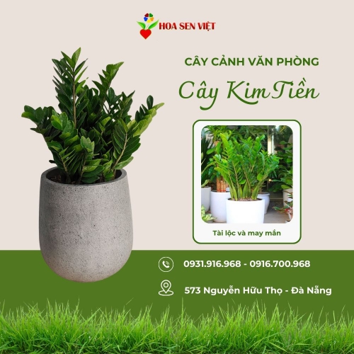 Cây Kim Tiền - Kim Phát Tài