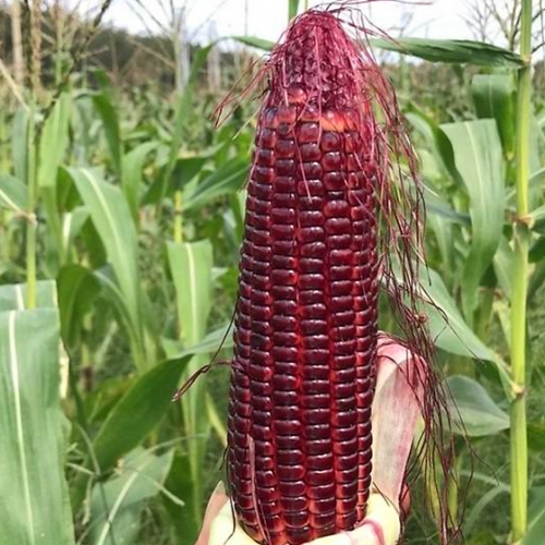 Hạt giống bắp tím