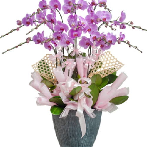 Lan hồ điệp - Hồ điệp tím 12 nhánh