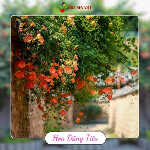 Hoa đăng tiêu lá to