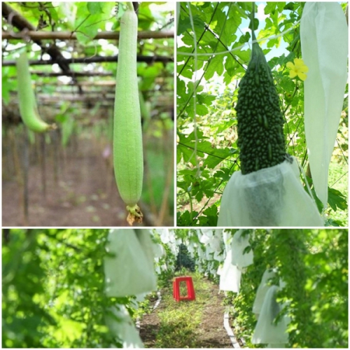 Túi bao quả dây rút - 15x50cm