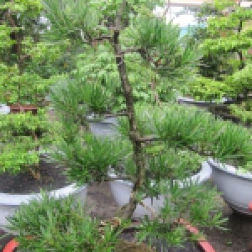 Cây tùng la hán