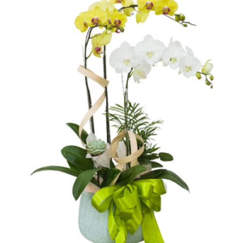 Lan hồ điệp - Hồ điệp mix màu