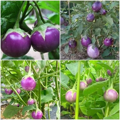 Hạt giống Cà Pháo Tím Cao Sản