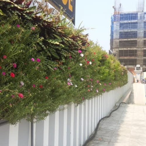Vườn treo tường tại Đà Nẵng