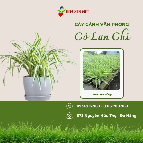 Cây Cỏ Lan Chi Văn Phòng