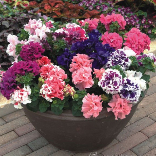 Hạt giống hoa Dạ Yên Thảo kép