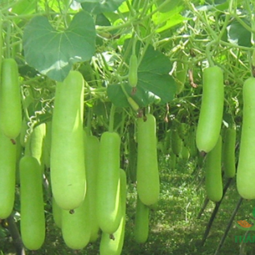 Hạt giống Bầu Lai King F1