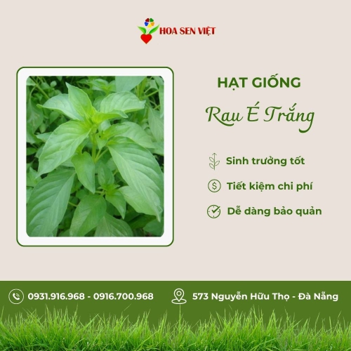 Hạt giống rau é trắng