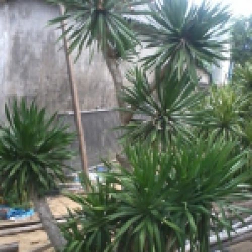 Cây huyết giác (Cây xác máu)