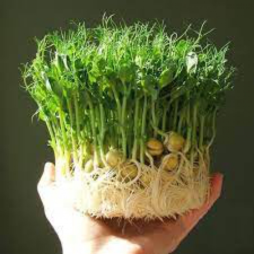 Hạt giống Mầm Đậu Hà Lan