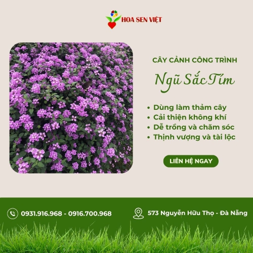 Ngũ sắc tím