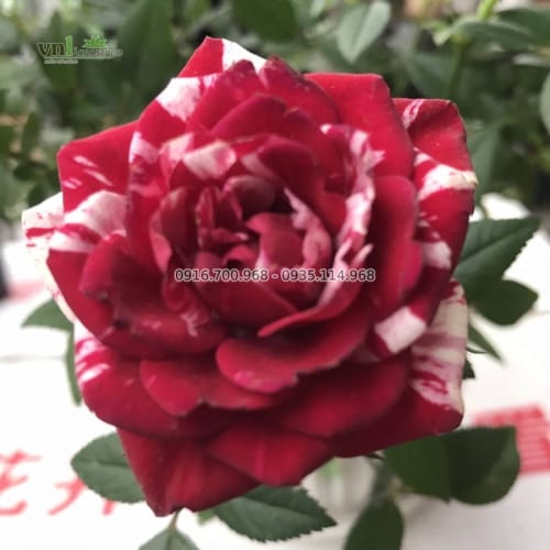 Hoa hồng Đà Lạt Hasfarm