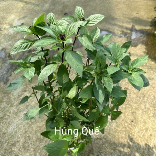 Cây giống húng quế