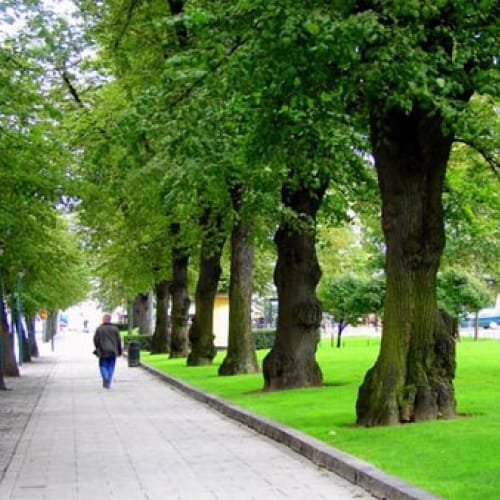 Cây sưa- cây giáng hương