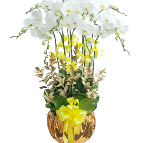 Lan hồ điệp - Elegance orchid