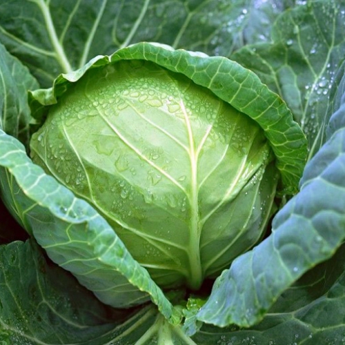 Hạt giống Bắp Cải F1