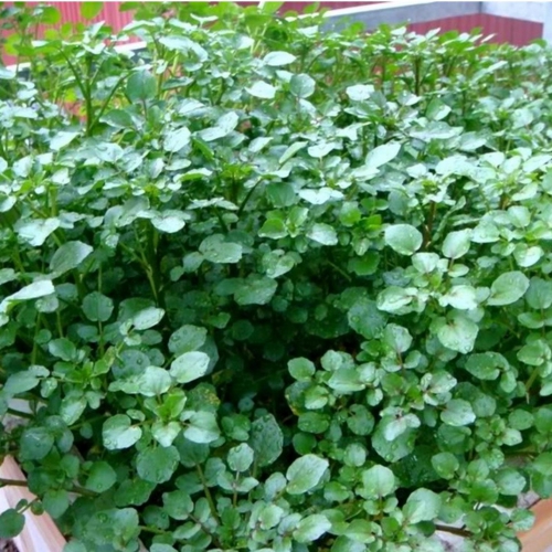 Hạt giống Xà lách xoong Mỹ