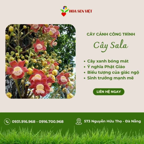 Cây Sala Mang Ý Nghĩa Tôn Giáo