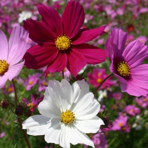 Hạt giống hoa Sao Nhái