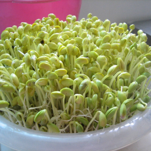 Hạt giống Mầm Giá Đậu Xanh