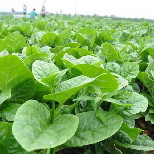 Hạt giống Mồng tơi