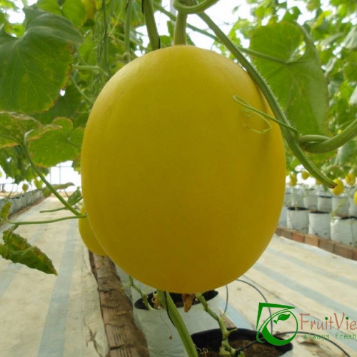 Hạt giống dưa lê F1