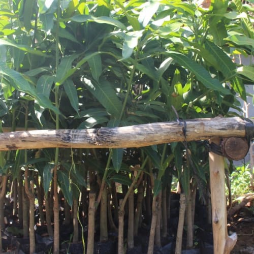 Cây xoài Hoài Lộc