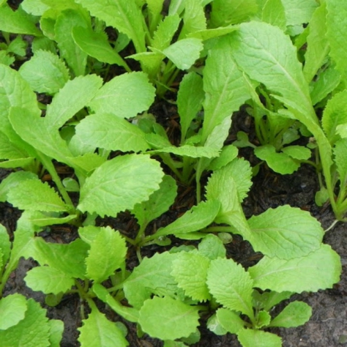 Hạt giống Cải Ăn Non Baby