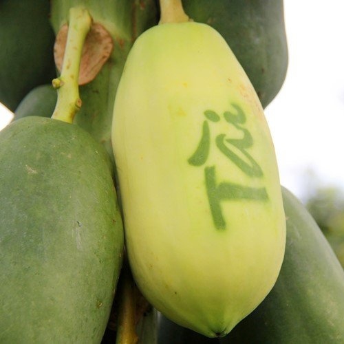 Túi bao tạo chữ thư pháp lên trái đu đủ